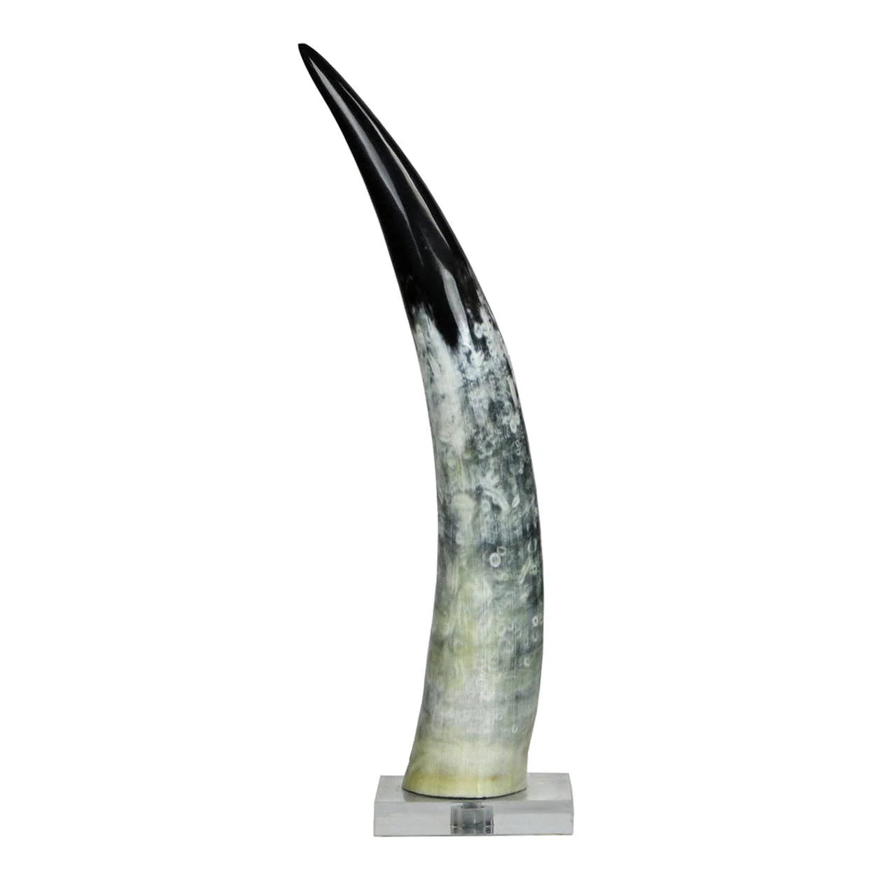 Black and White Cow Horn on Base- Large