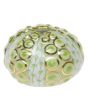 Sea Urchin 1.5"h X 1.75"d