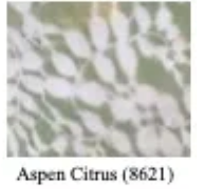 Citrus Large Scallop Bowl