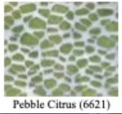 Citrus Large Scallop Bowl