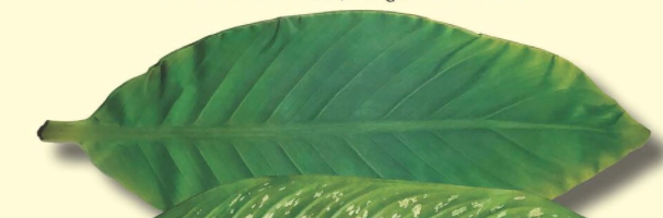 Set of 5 Parchment Banana Leaves for Plate and Table