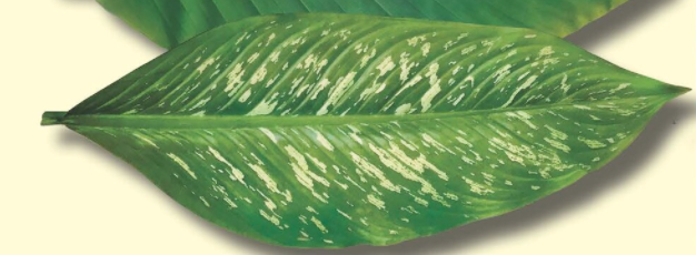 Set of 5 Parchment Tropical Leaves for Plate and Table