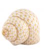 Periwinkle Shell