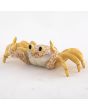 Sand Crab