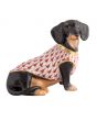 Dachshund With Sweater