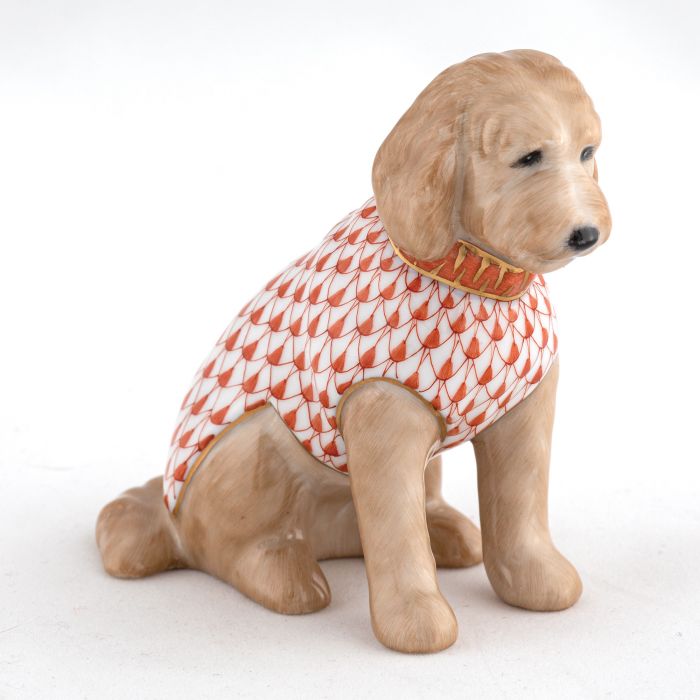 Labradoodle
