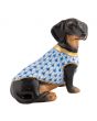 Dachshund With Sweater