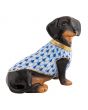 Dachshund With Sweater