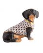 Dachshund With Sweater