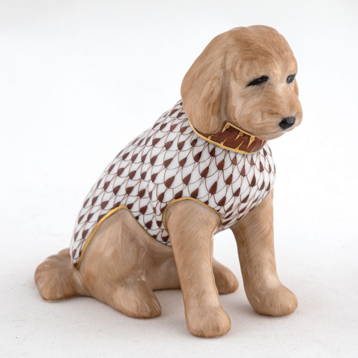 Labradoodle
