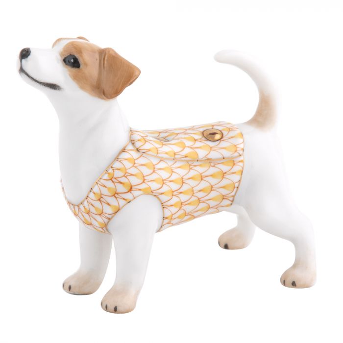 Jack Russell Terrier