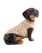 Dachshund With Sweater