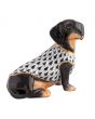 Dachshund With Sweater