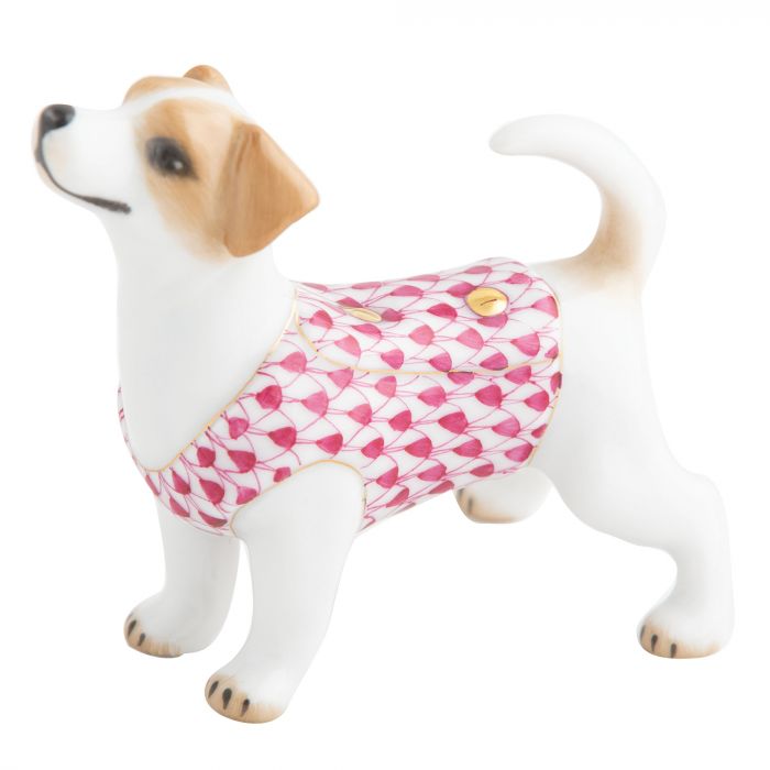 Jack Russell Terrier