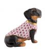 Dachshund With Sweater