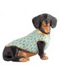 Dachshund With Sweater